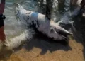Saros Körfezi’nde son bir haftada ikinci yunus ölümü