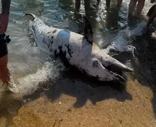 Saros Körfezi’nde son bir haftada ikinci yunus ölümü