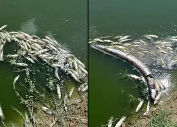 Edine Danişment Deresi’nde balık ölümleri