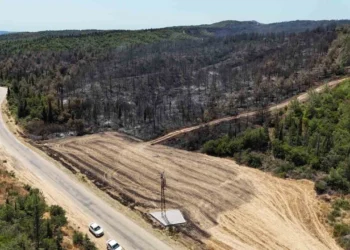 ÇEKÜL Vakfı: “Enerji Nakil Hatları Ormanlardan Geçirilmemeli”