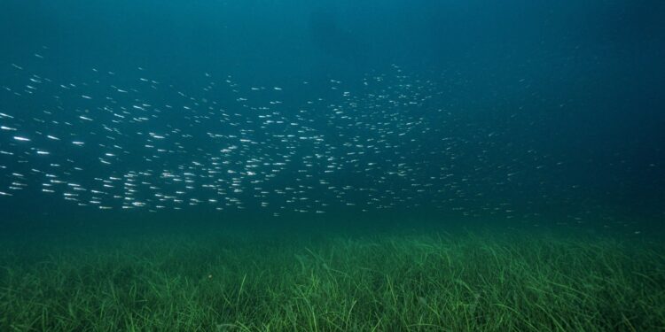 Marmara Denizi’nin umudu deniz çayırları