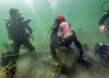 Marmara Denizi’nde müsilajı önlemek için deniz çayırı ekimi başladı