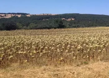 Edirne Keşan’da savunma kazandı: RES projeleri’nin ÇED süreci sonlandırıldı
