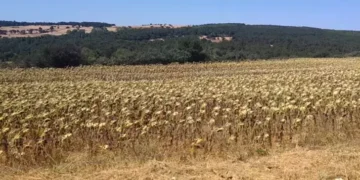 Edirne Keşan’da savunma kazandı: RES projeleri’nin ÇED süreci sonlandırıldı