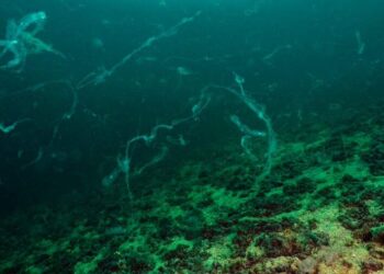 Sanayi atıkları ile tahrip edilen Marmara Denizi’nde müsilaj geri döndü