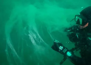 Marmara Denizi’nde hızla yayılan müsilaj tehdidine acil uyarı : ‘Marmara Denizi Eylem Planı’ uygulanmalı!