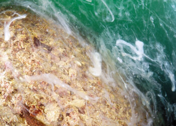 Müsilaj Adalar’ı kuşatıyor