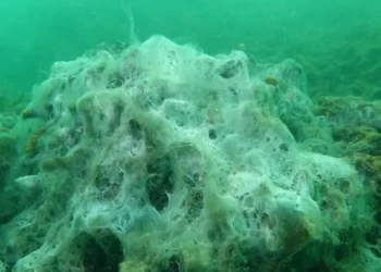 Deniz salyası (müsilaj) Marmara Denizi’nde mercanları kaplayıp yok etmeye başladı