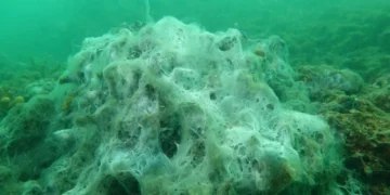 Deniz salyası (müsilaj) Marmara Denizi’nde mercanları kaplayıp yok etmeye başladı