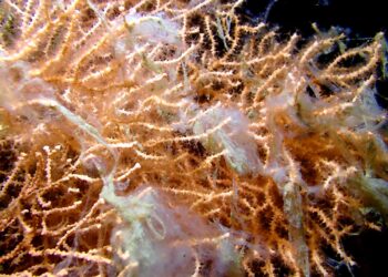 Marmara Denizi’nde ağırlaşıp dibe çöken müsilaj, deniz dibindeki canlılığın tamamını tehlikeye atmakta