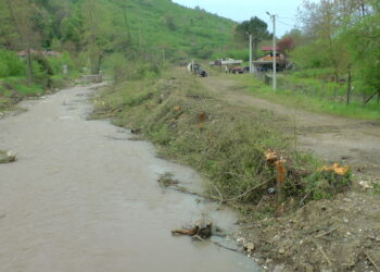 Dere yatağını “ıslah ediyoruz” diye Kuzey Ormanları’nın 1441 ağacını daha kestiler!