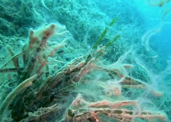 Müsilaj Saros Körfezi’ni de vurdu