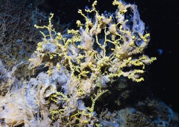 Marmara’daki mercan kolonileri deniz salyasıyla kaplandı hızla ölüme sürükleniyor