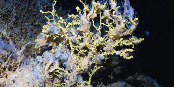 Marmara’daki mercan kolonileri deniz salyasıyla kaplandı hızla ölüme sürükleniyor