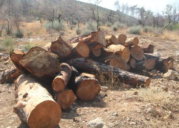 Beslenme sırası felaket tüccarlarında: Tomruğa hücum!