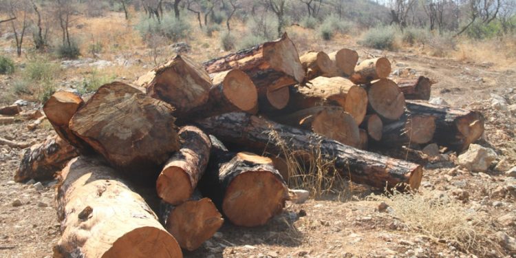 Beslenme sırası felaket tüccarlarında: Tomruğa hücum!